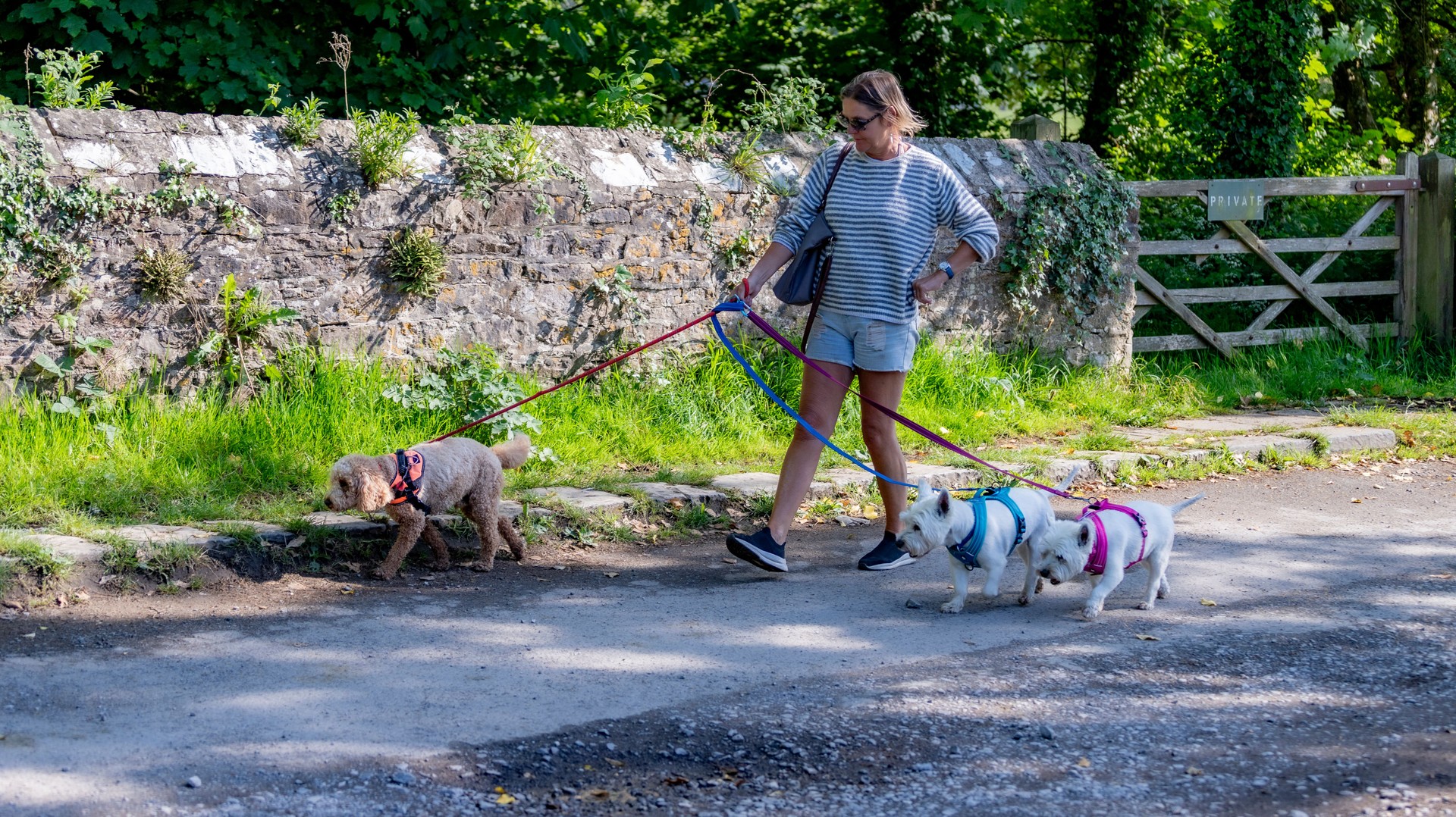 Female professional dog walker walking in beautiful countryside with 3 dogs