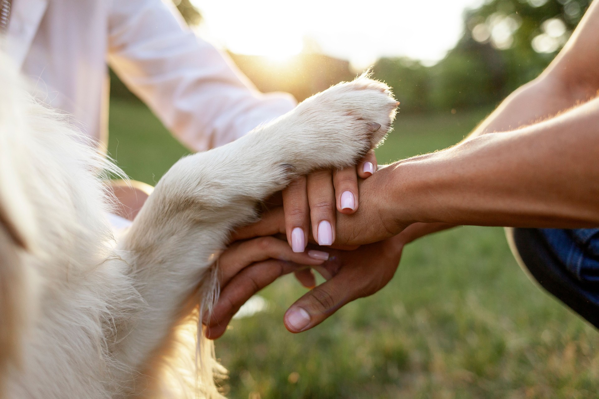 hands of people together with dog paw in park at sunset together, teamwork gesture with animal, close-up