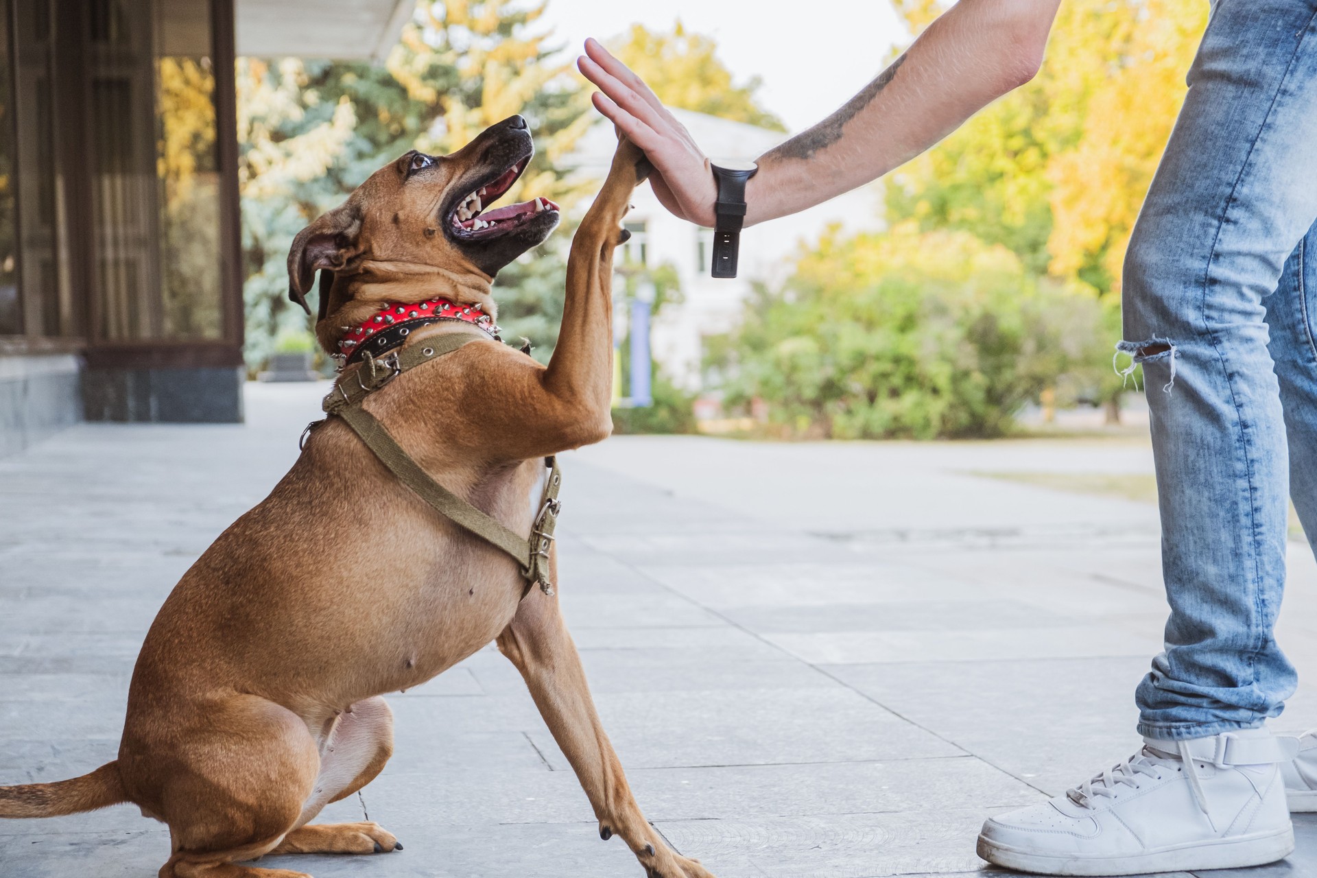 Funny and cheerful dog doing "high five" with the owner.